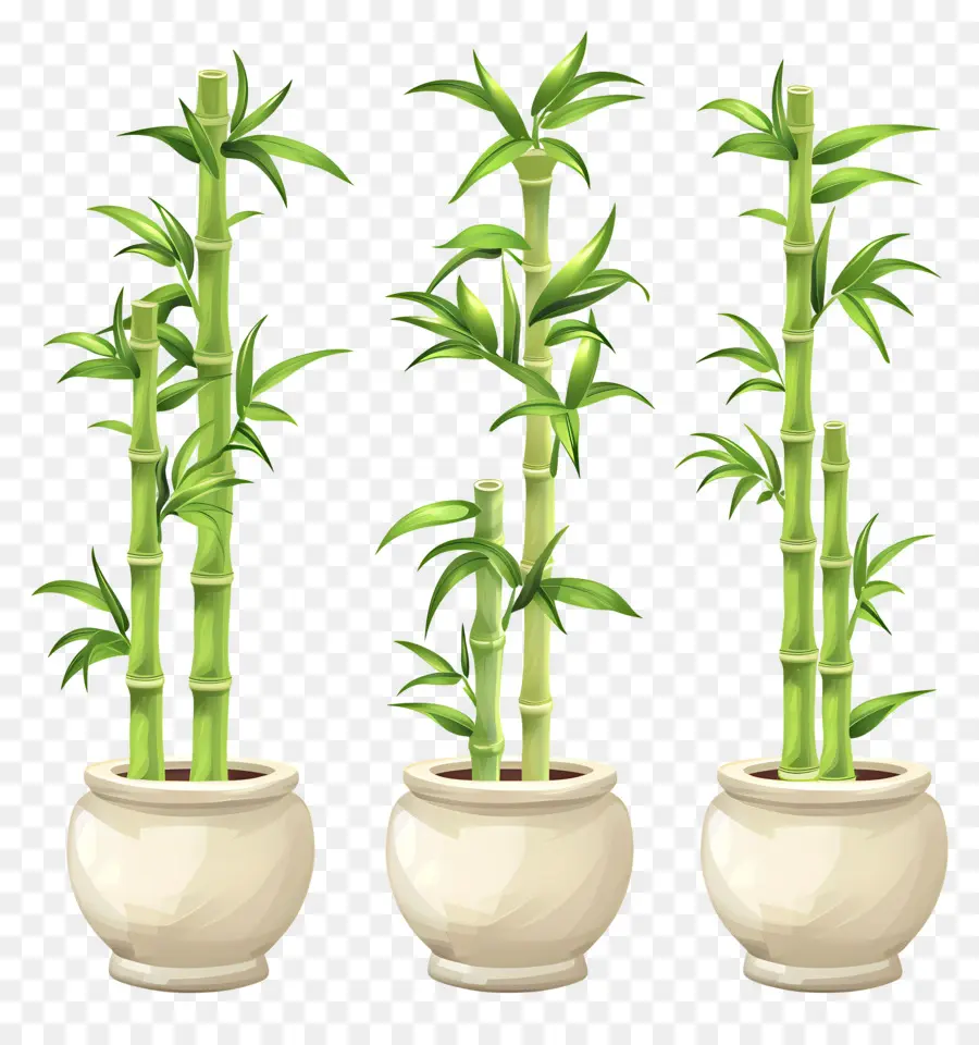 Sorte De Bambu，Vasos De Plantas PNG