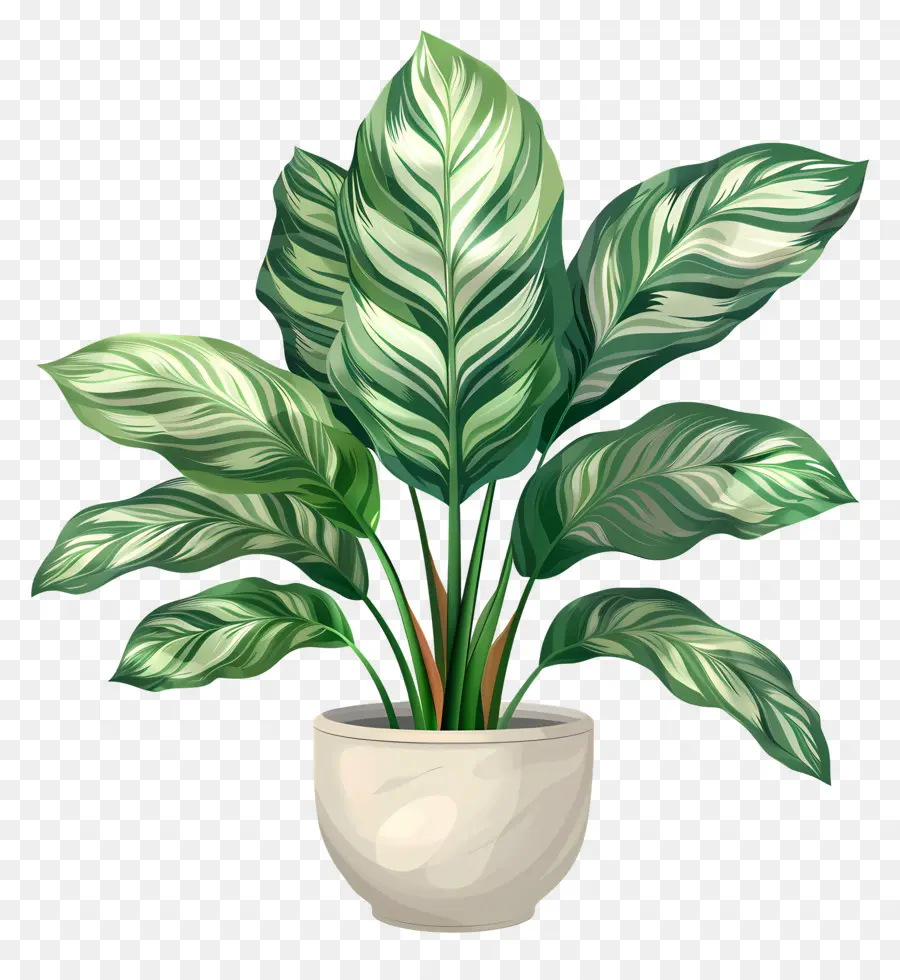 Planta De Calathea，Planta Verde PNG