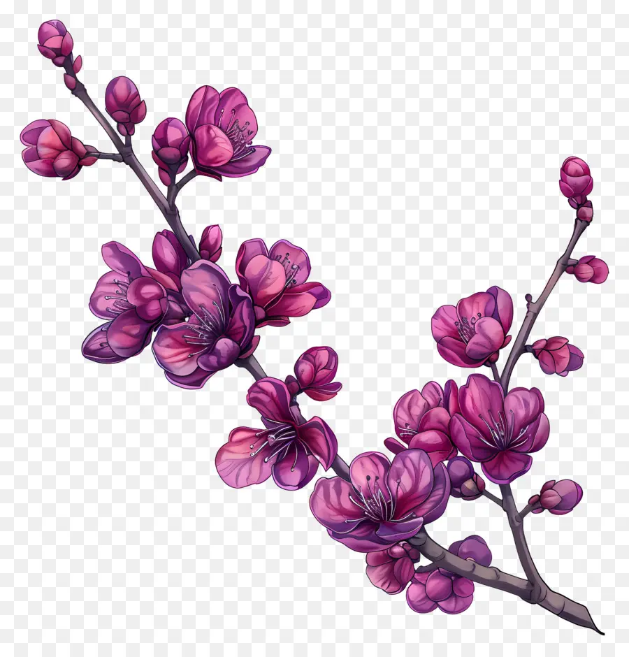Chinês Redbud，Flores Cor De Rosa PNG