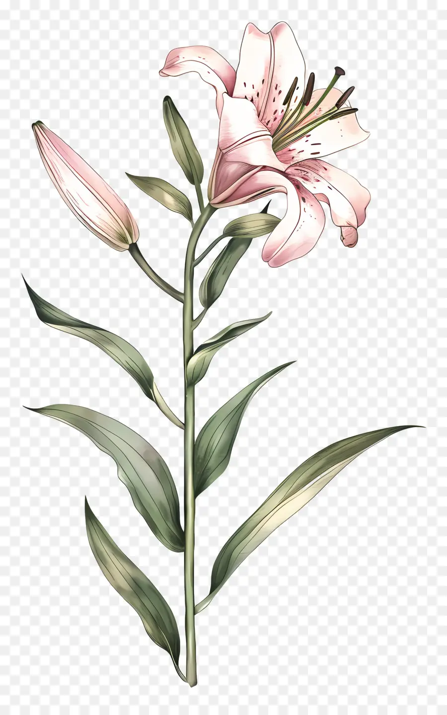 Lily，Lírio Rosa PNG