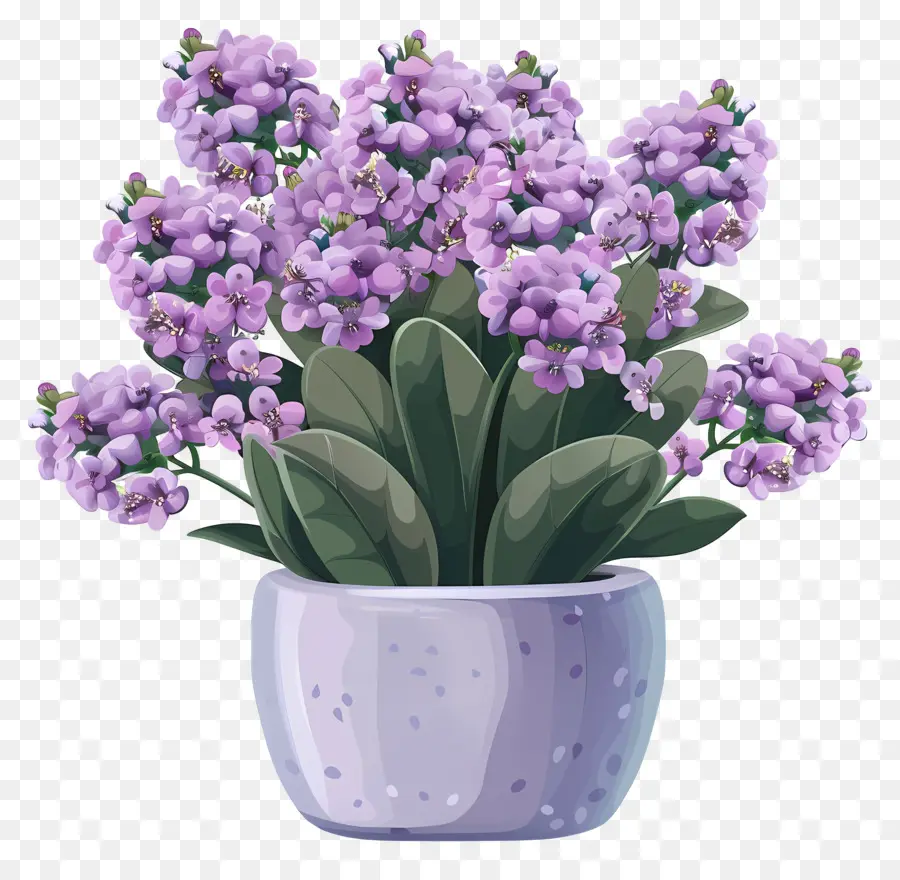 Planta De Kalanchoe，Lilacs PNG