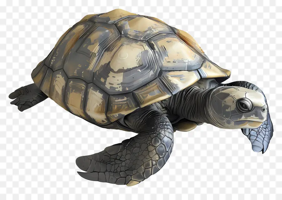 Turtle，Tartaruga Preta E Branca PNG