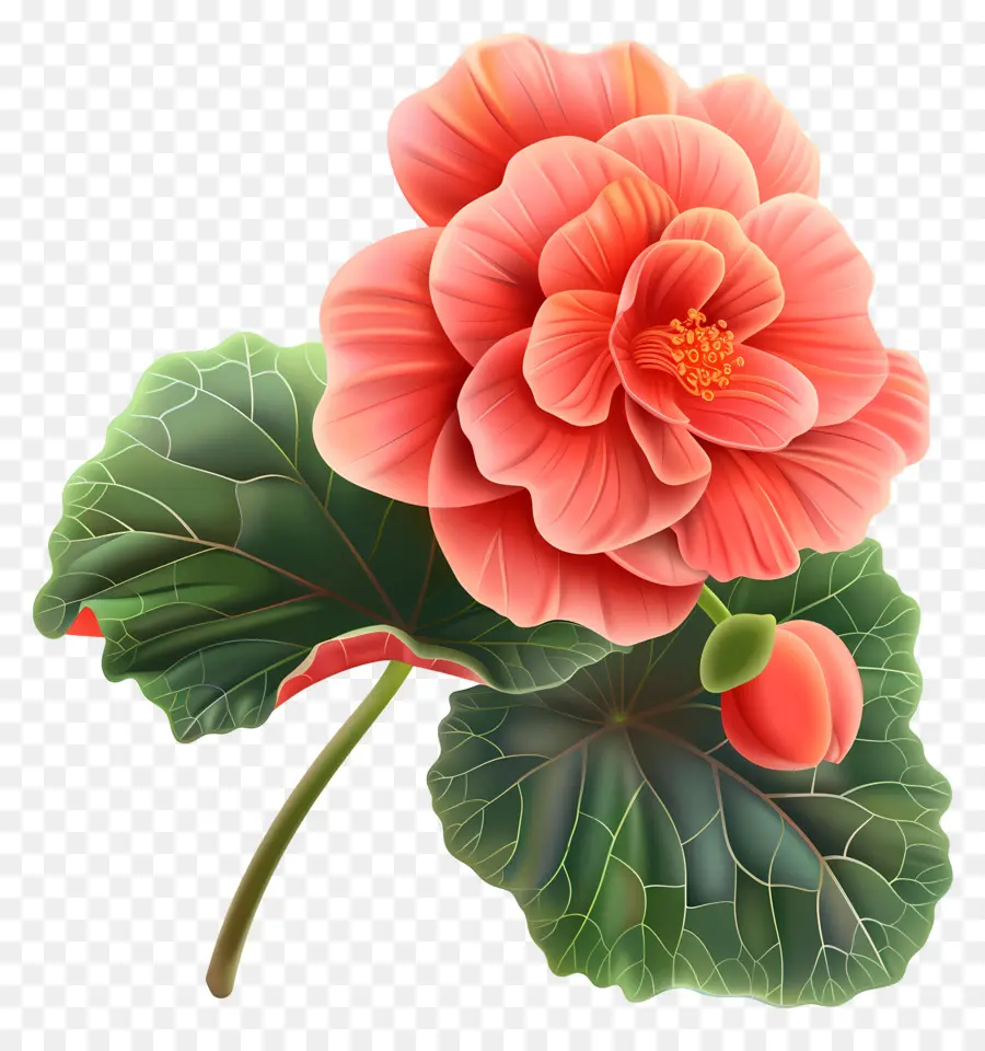 Flores De Desenhos Animados 3d，Flor De Benga Vermelha PNG