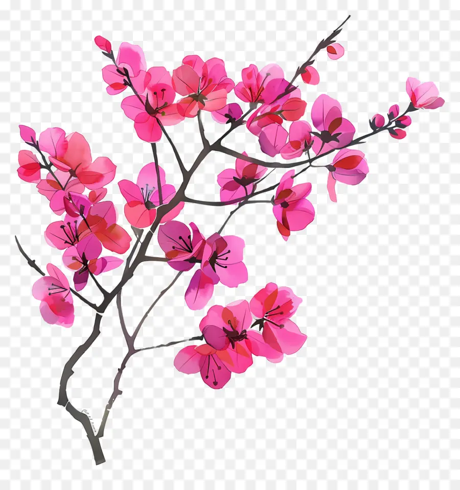 Chinês Redbud，Flor De Cerejeira PNG