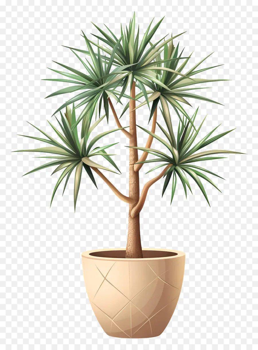 Yucca，Planta De Vaso PNG