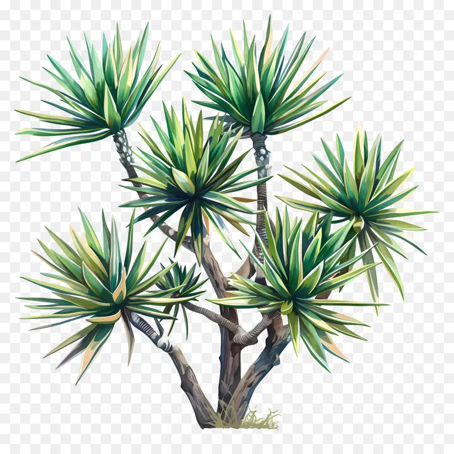 Yucca，Suculenta PNG
