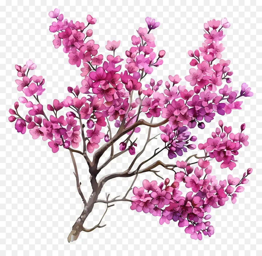 Chinês Redbud，Árvore Da Flor Rosa PNG