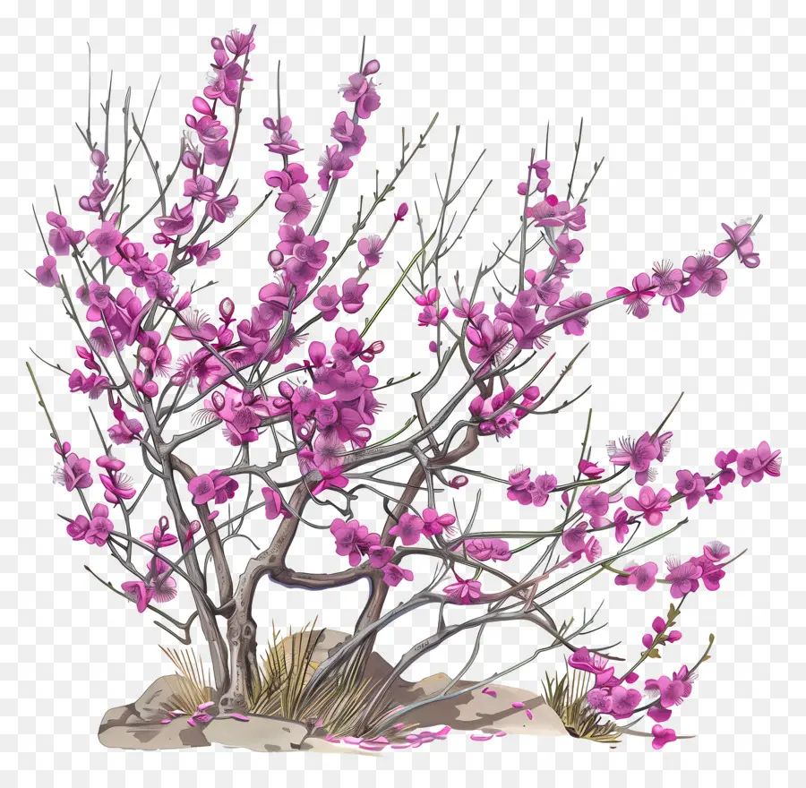 Chinês Redbud，Árvore De Flores Rosa PNG