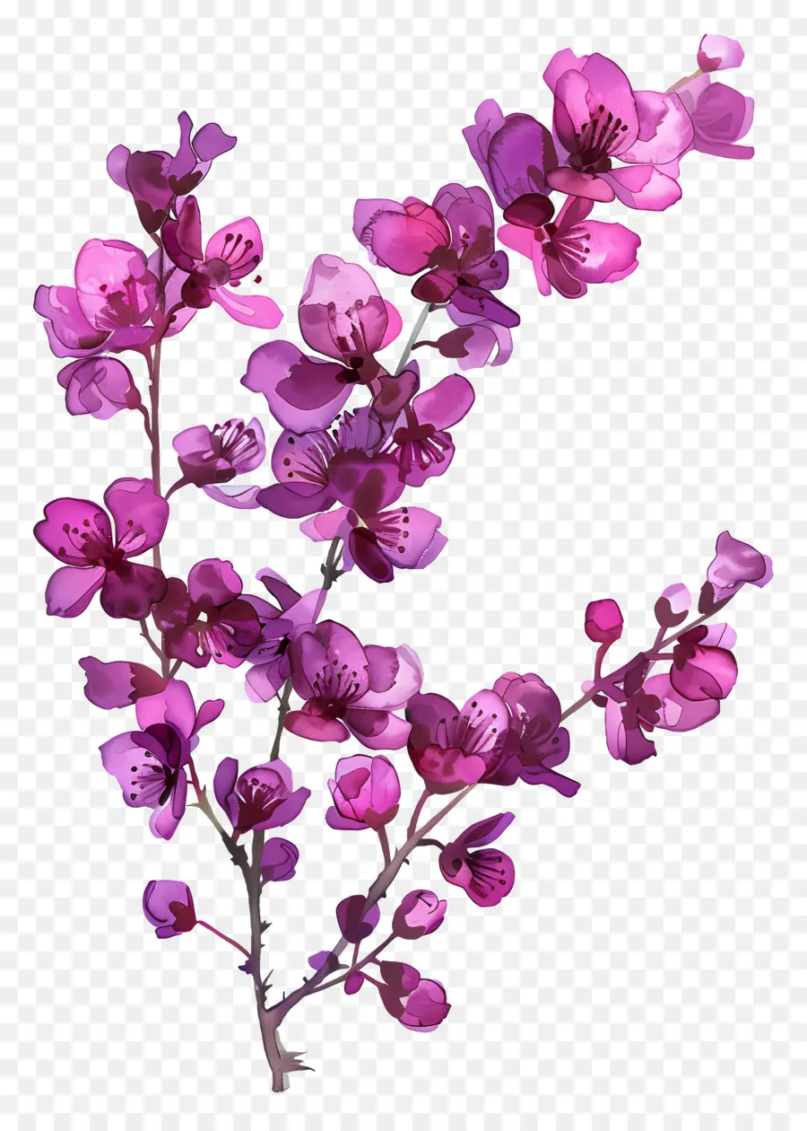 Chinês Redbud，Flores Cor De Rosa PNG