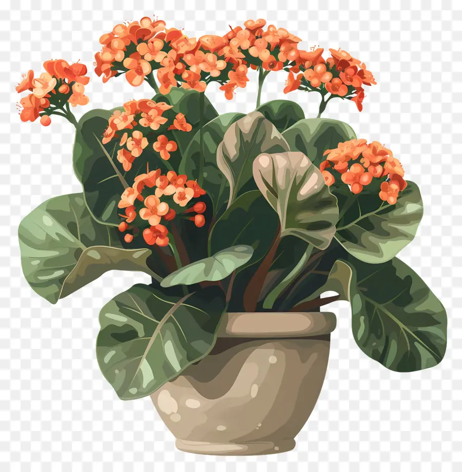 Planta De Kalanchoe，Flores De Laranja PNG