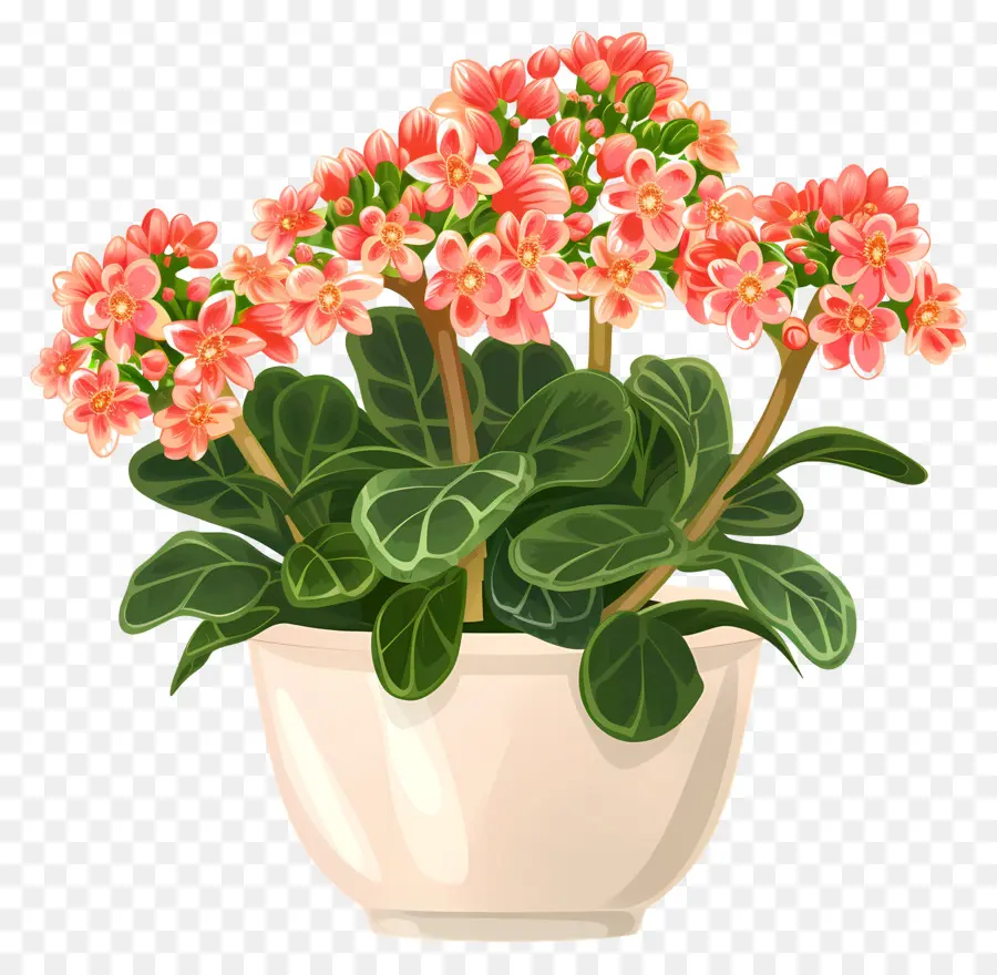 Planta De Kalanchoe，Planta Epifítica PNG