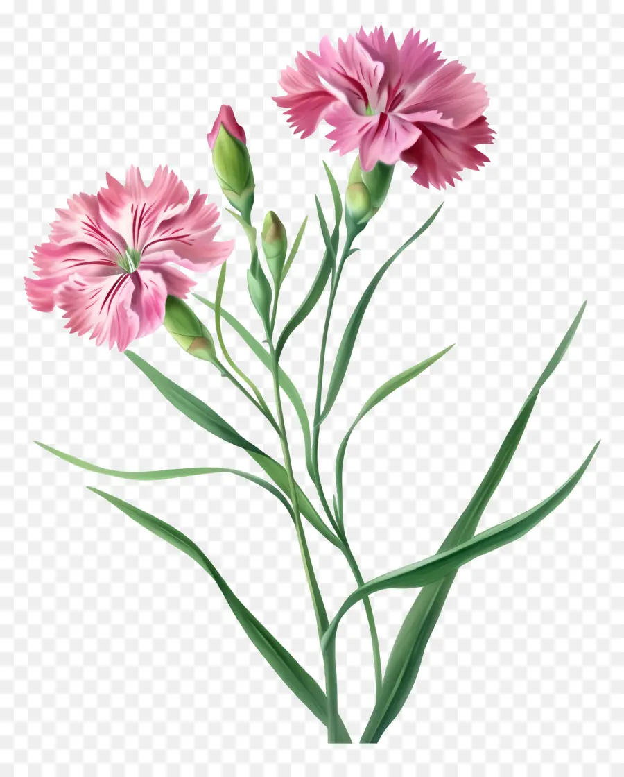 Flores De Desenhos Animados 3d，Cravo Rosa PNG