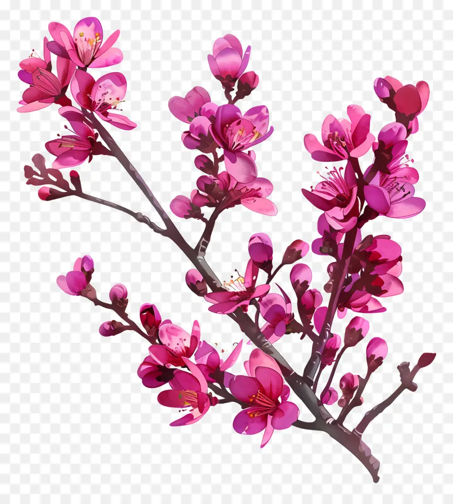 Chinês Redbud，Flores Rosa PNG