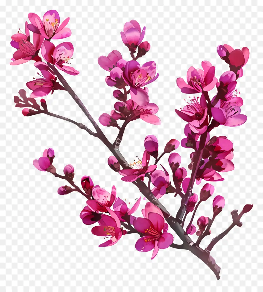 Redbud Chinês，Flores Cor De Rosa PNG