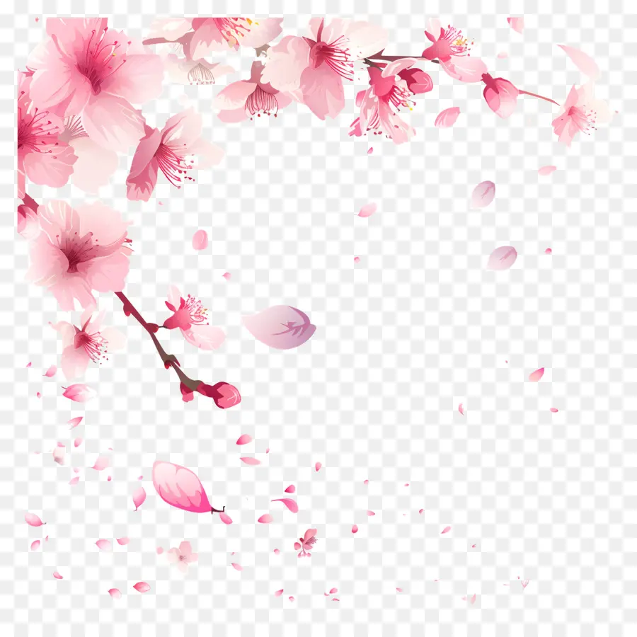 Primavera Sakura Blossom，Sakura PNG