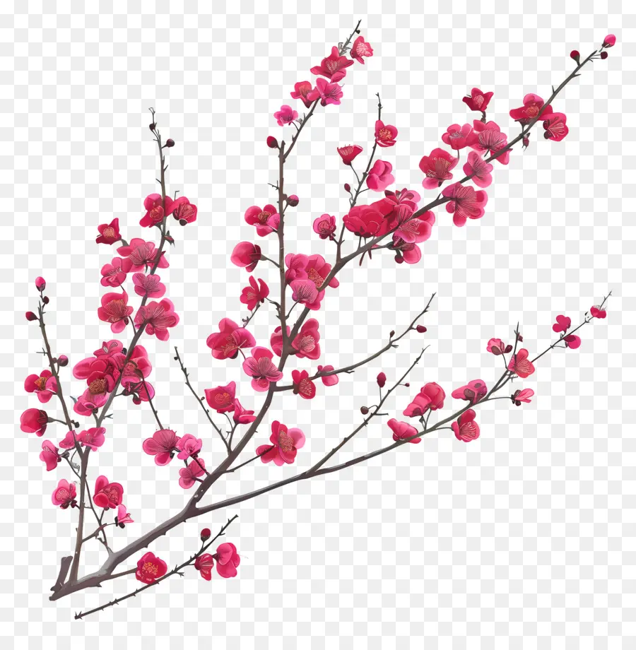 Chinês Redbud，Flores Rosa PNG