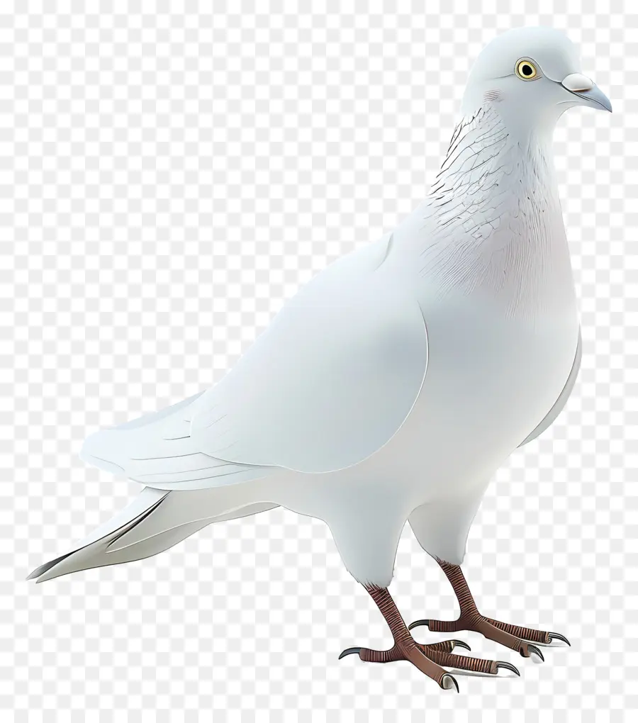 A Paz Do Pombo，Pássaro Branco PNG