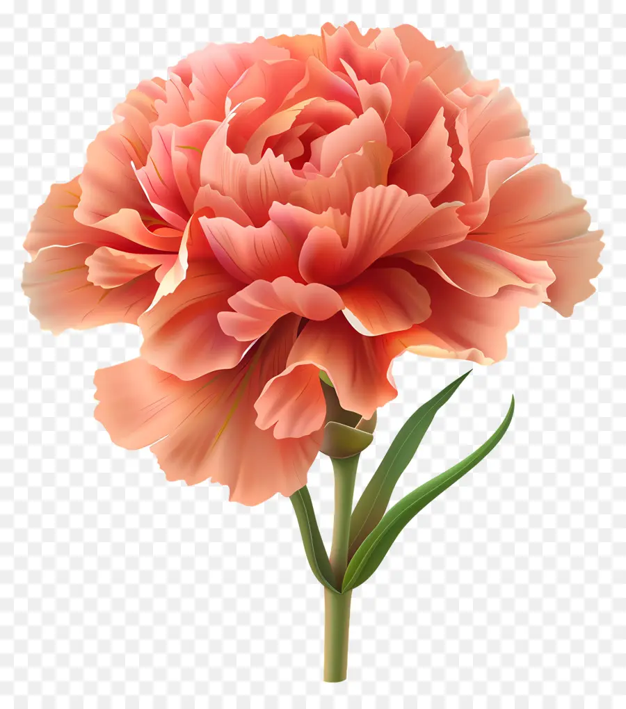 Flores De Desenhos Animados 3d，Cravo Rosa PNG