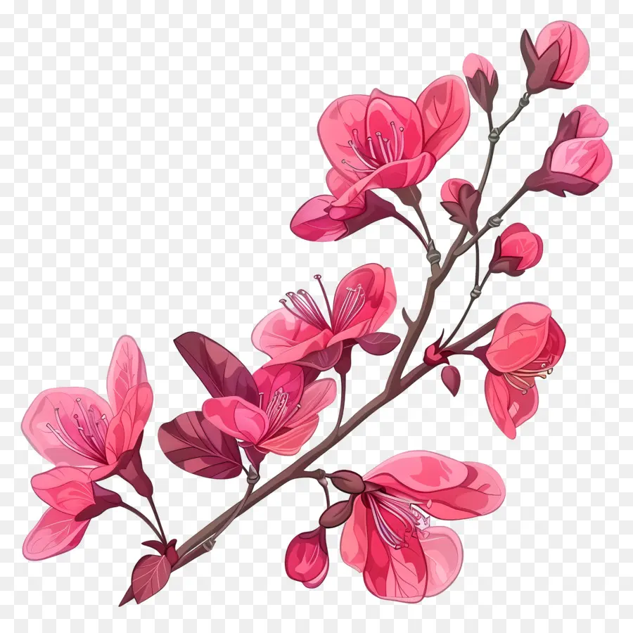 Chinês Redbud，Flor De Cerejeira PNG