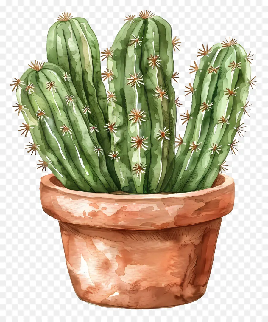 Cactus，Panela De Barro PNG