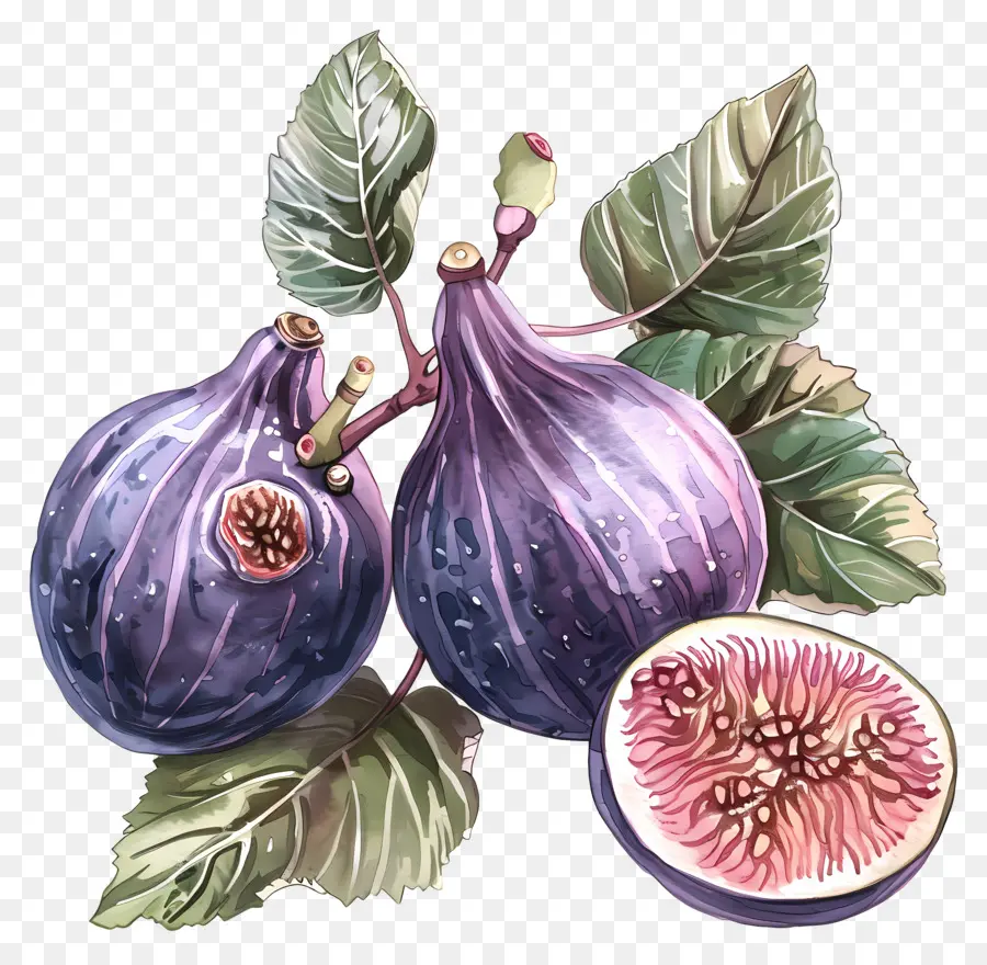 Figos，Figs Roxos PNG
