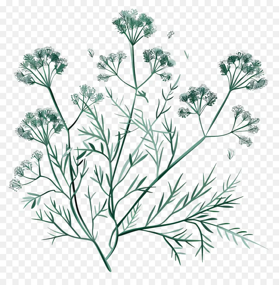 Dill Maconha，Fern PNG