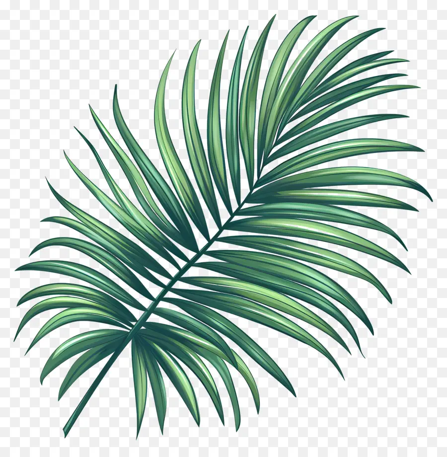 Folha De Palmeira，Planta Tropical PNG