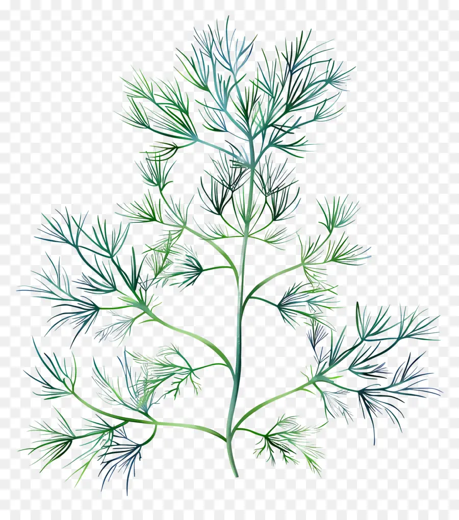 Dill Maconha，Planta PNG