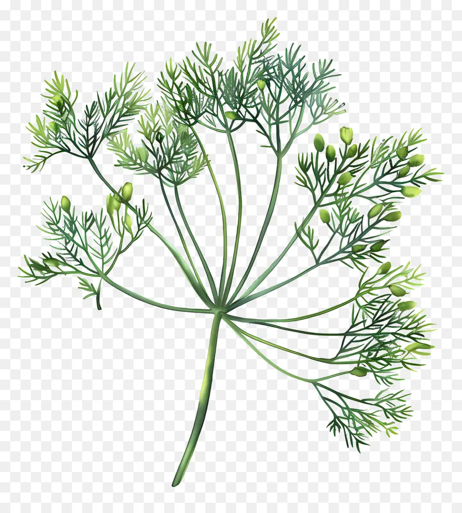 Dill Maconha，Dente De Leão PNG