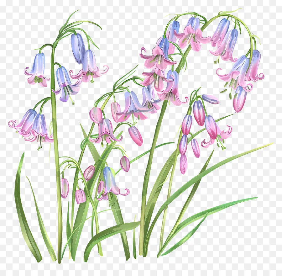 Flores Cor De Rosa，Flores De Bluebell PNG