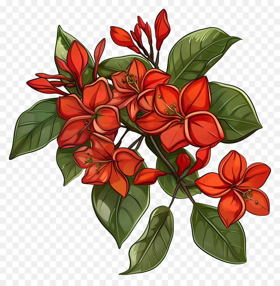 Flor Vermelha，Flores Vermelhas PNG