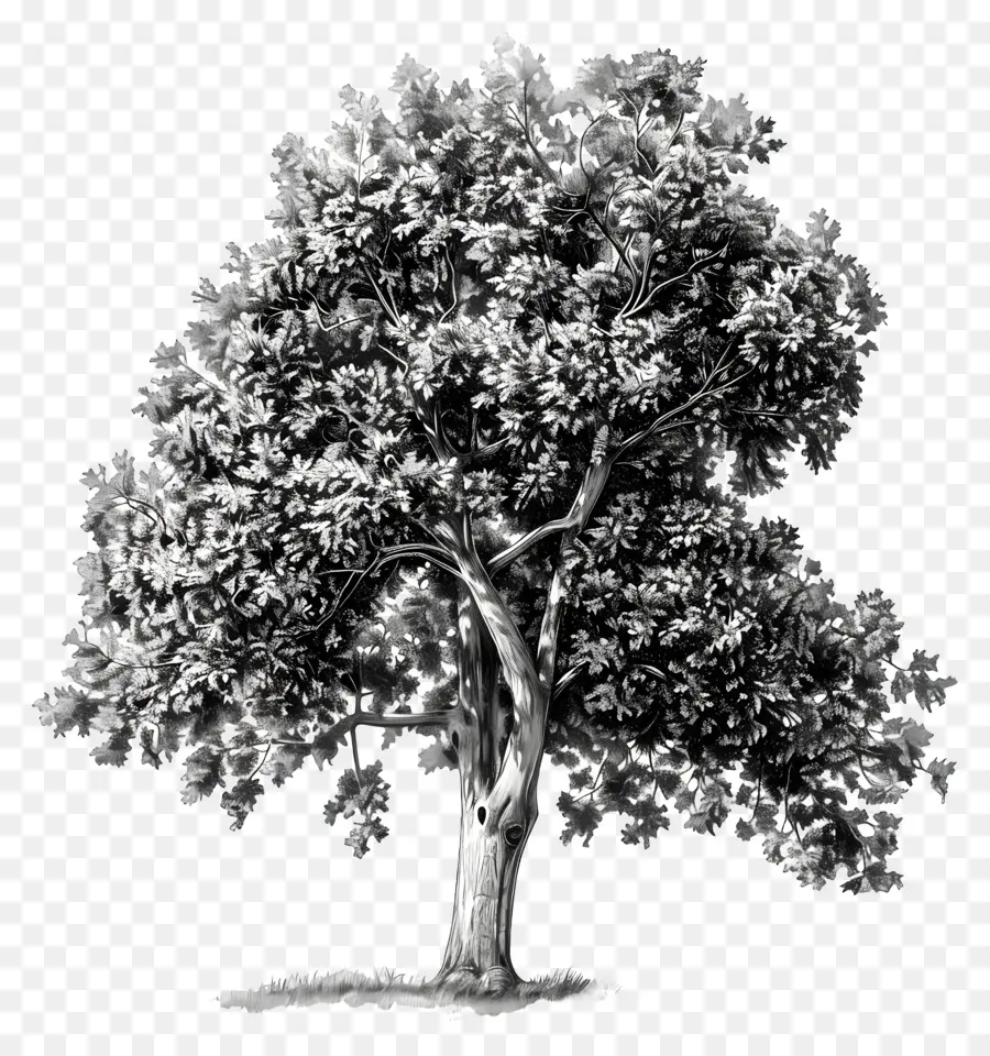Hickory Tree，árvore PNG