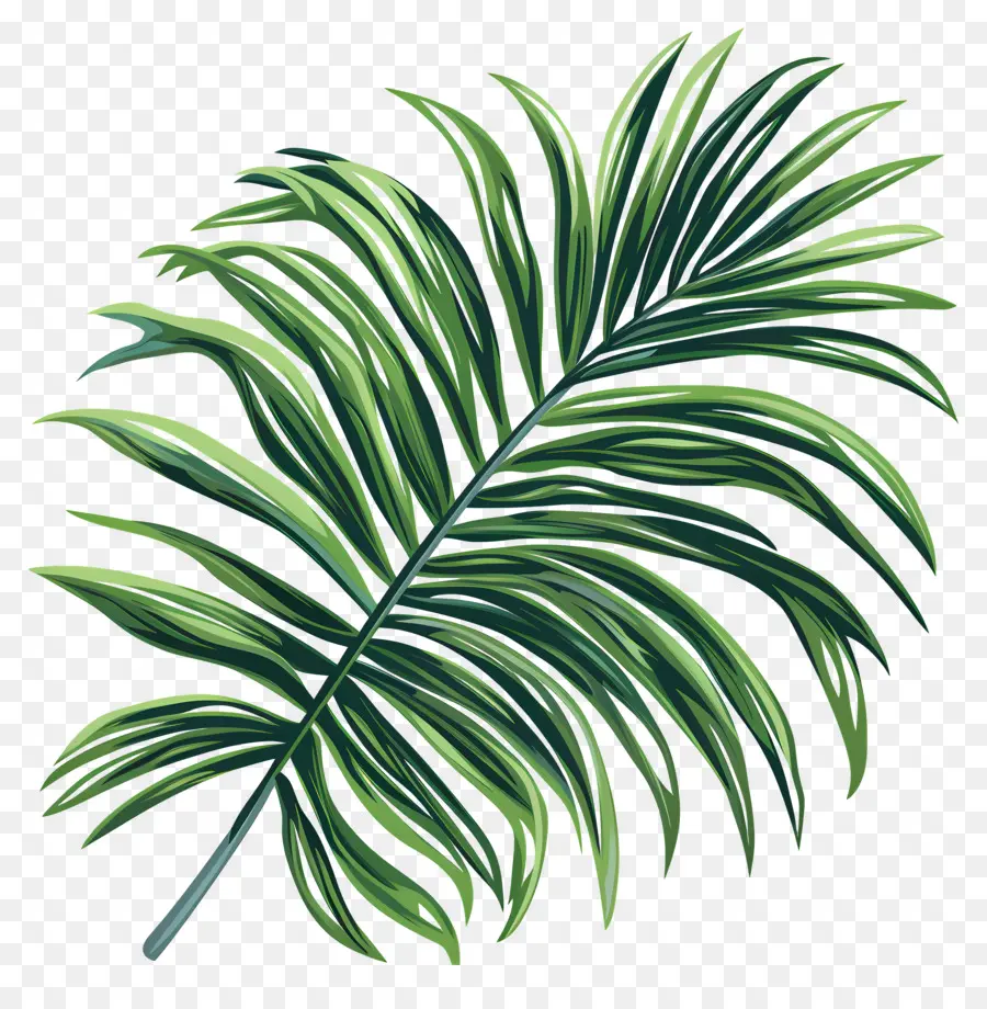 Folha De Palmeira，Verde PNG