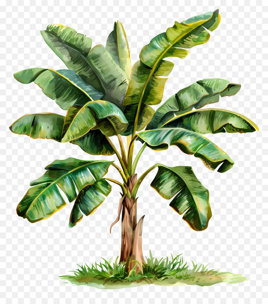 Bananeira，árvore De Banyan PNG