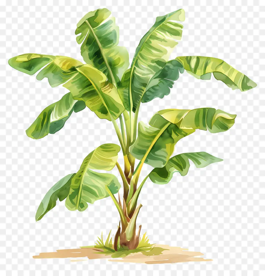 Bananeira，Plantar PNG