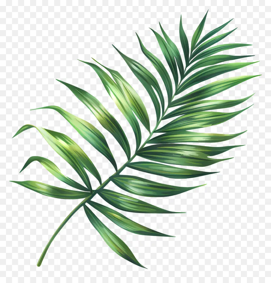 Folha De Palmeira，Verde PNG