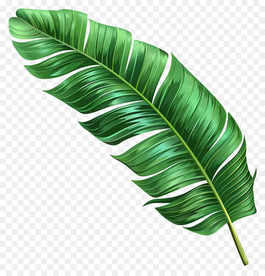 Folha De Palmeira，Folha Verde PNG