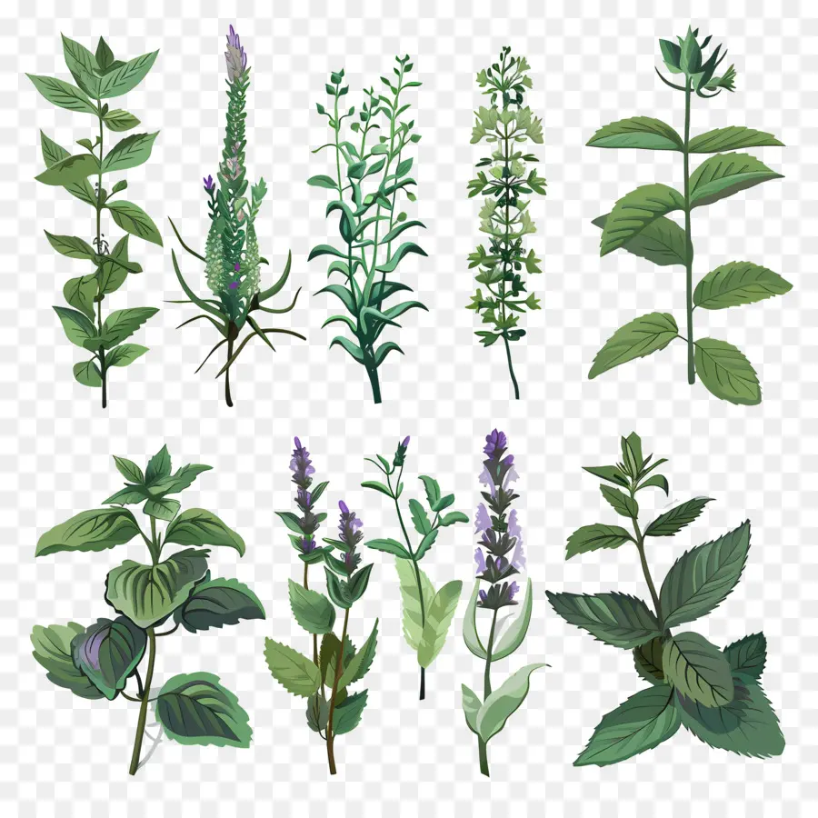 Plantas De Ervas，Herbs PNG