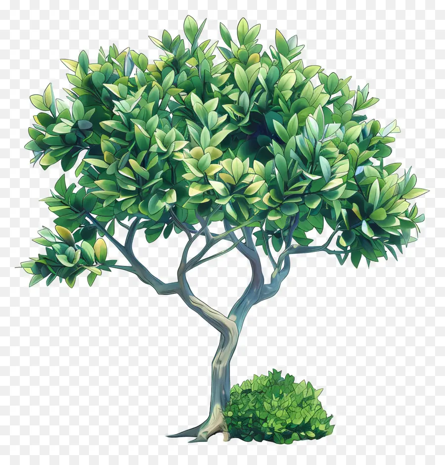 árvore De Ficus，árvore Verde PNG