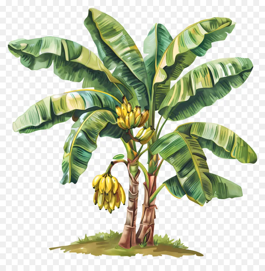 Bananeira，Bananas Maduras PNG