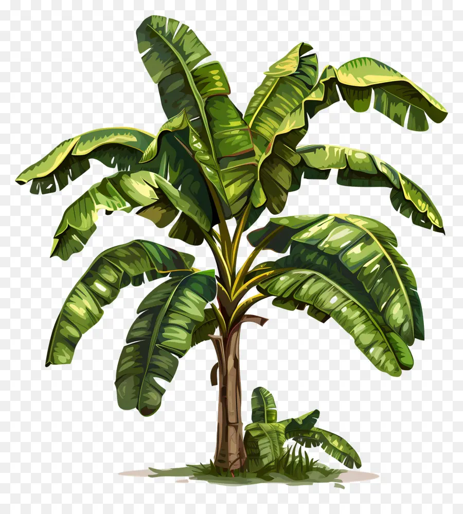 Bananeira，Folhas Verdes PNG