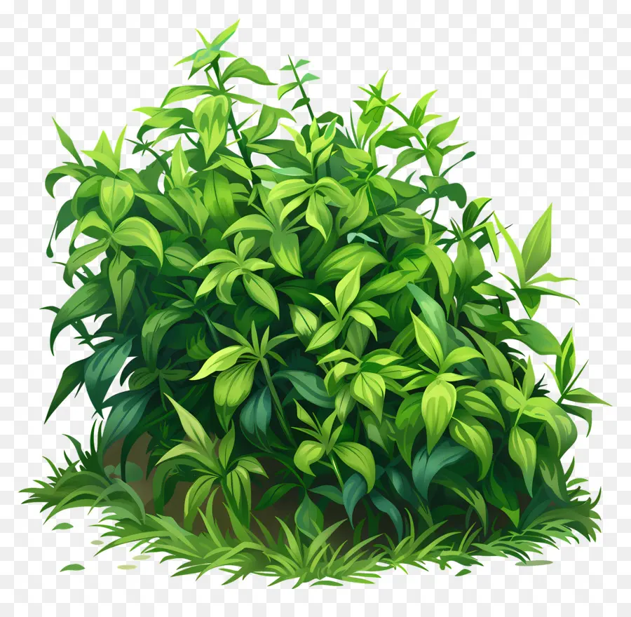 Cobertura Do Solo，Arbusto Verde PNG