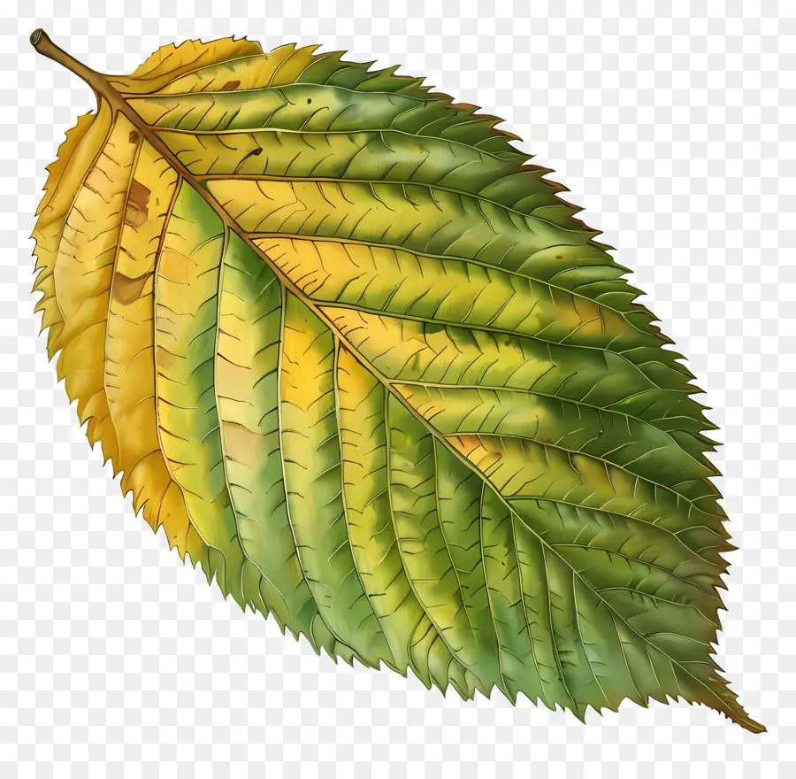 Elm Leaf，Folha PNG