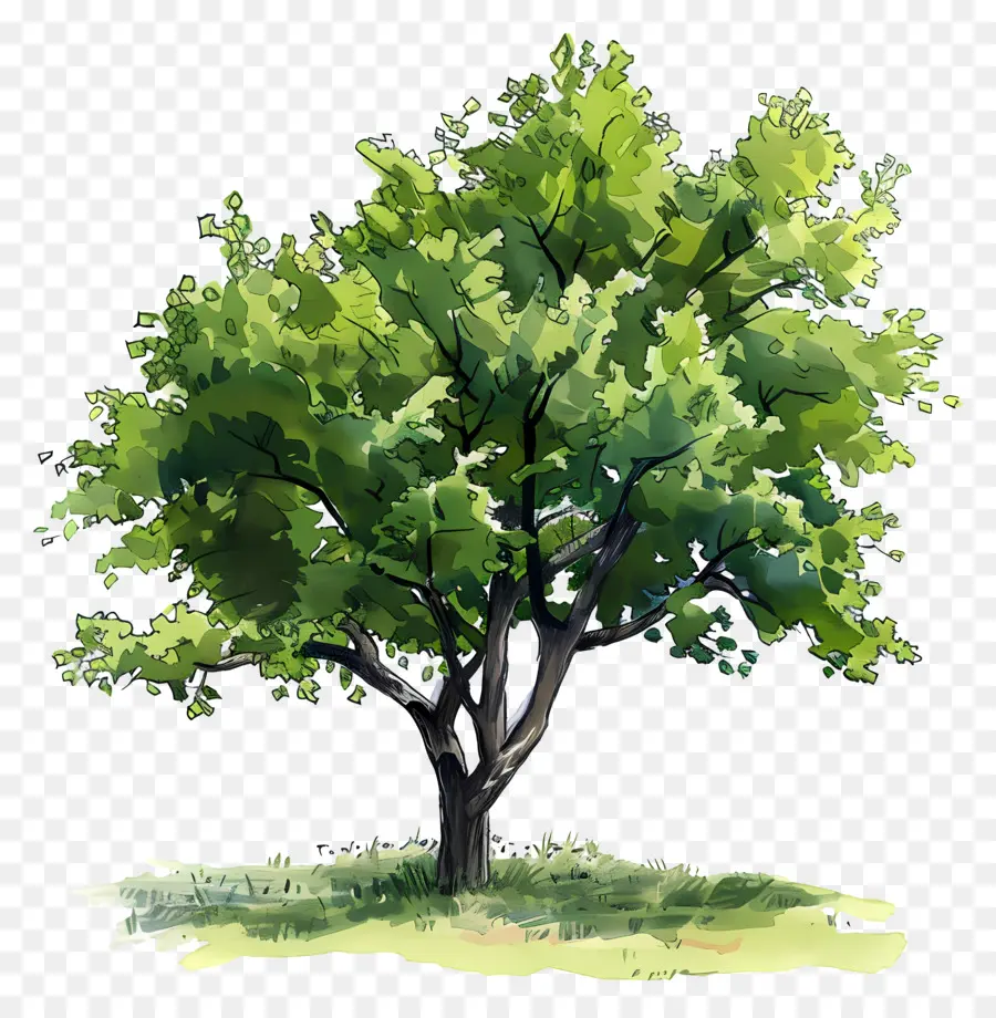 Hickory Tree，árvore PNG