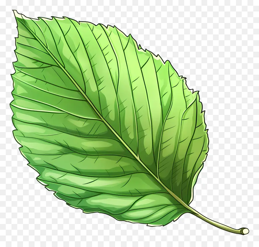 Elm Leaf，Folha Verde PNG