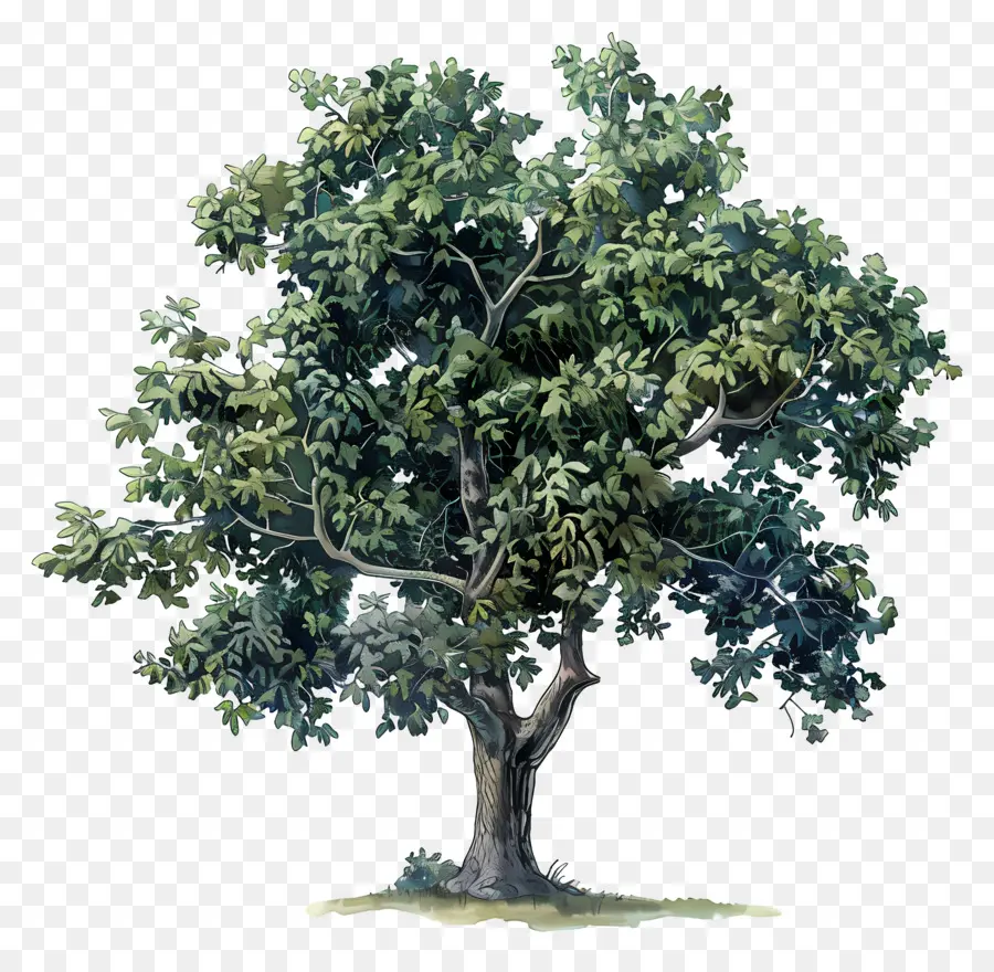 Hickory Tree，Oak Tree PNG