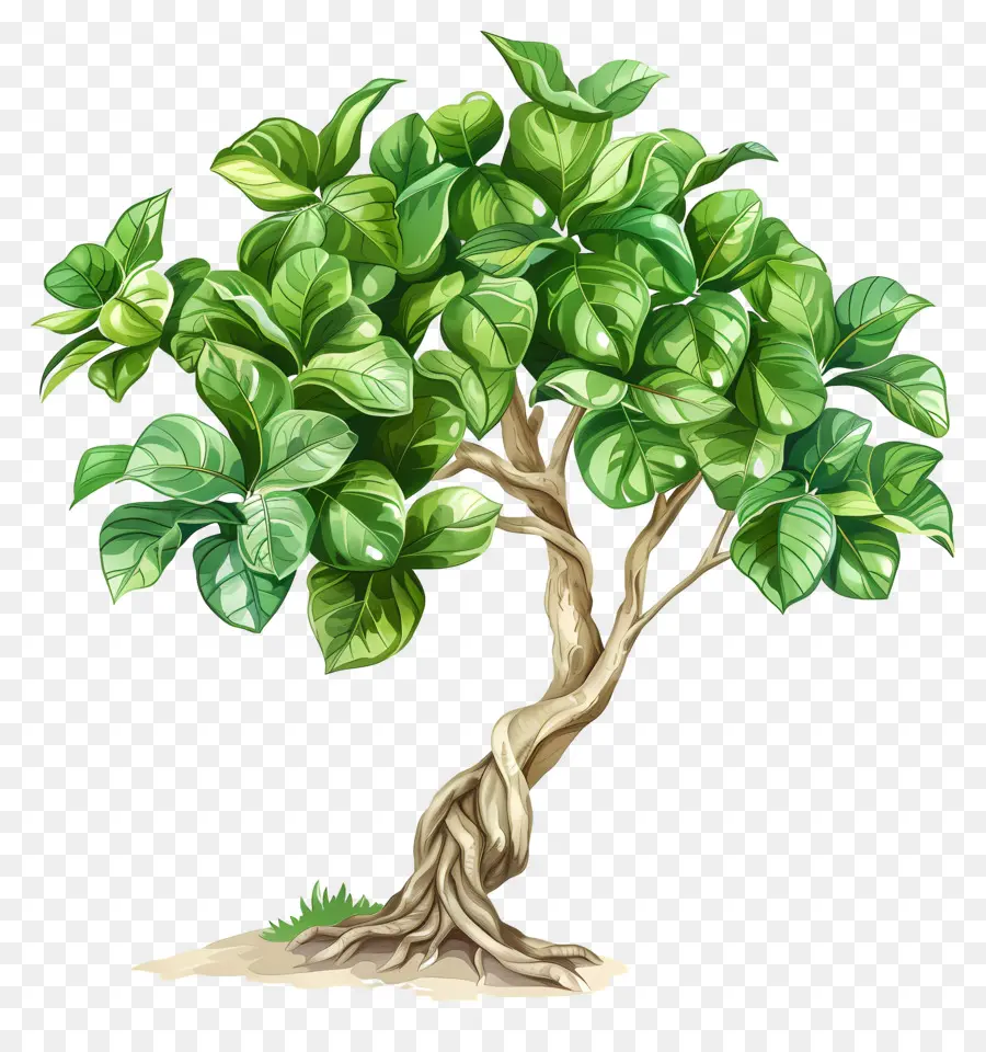 árvore De Ficus，árvore PNG