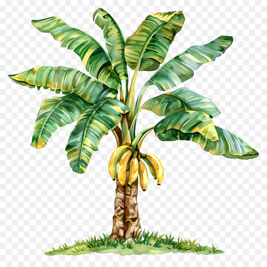 Bananeira，Frutas PNG