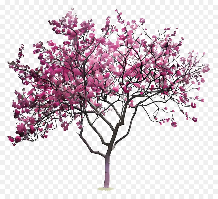 Árvore Redbud，Árvore De Floração Rosa PNG