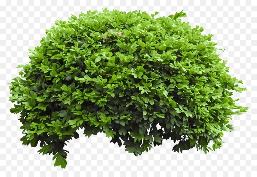 Sebes，Hedge Verde PNG